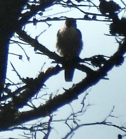 Peregrine Falcon - ML646417688