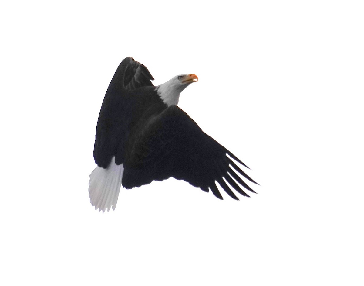 Bald Eagle - ML646417689