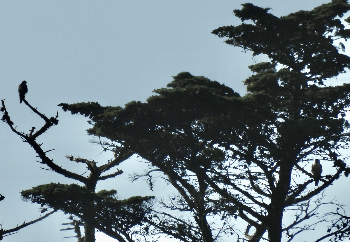 Peregrine Falcon - ML646417690