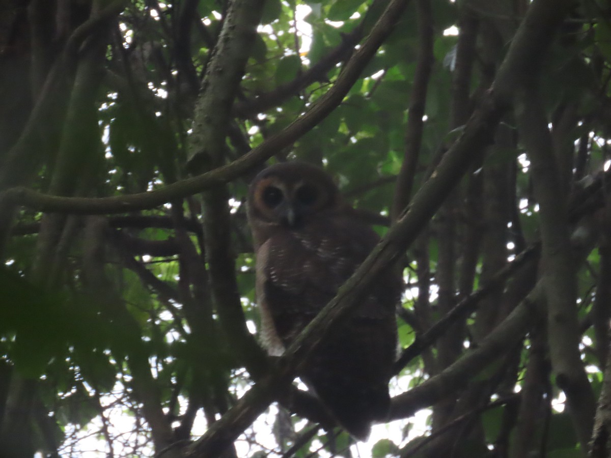 Brown Wood-Owl - ML646417691