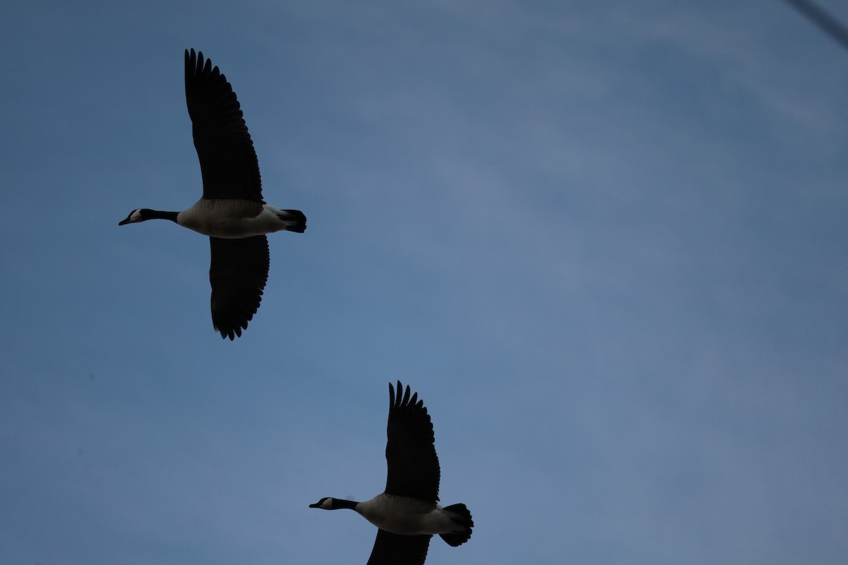 Canada Goose - ML646417692
