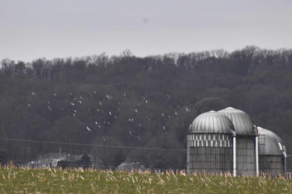 Rock Pigeon (Feral Pigeon) - ML646417699
