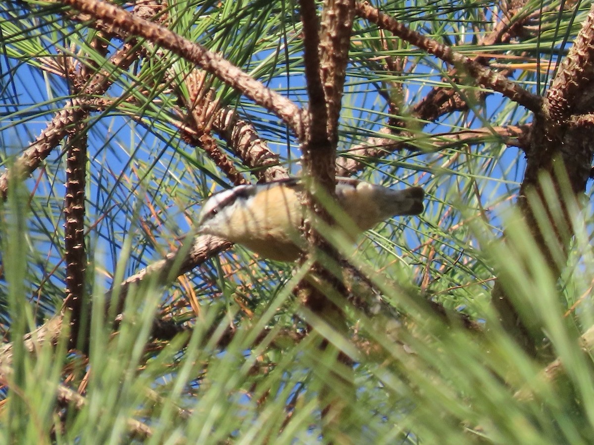 Red-breasted Nuthatch - ML646417700