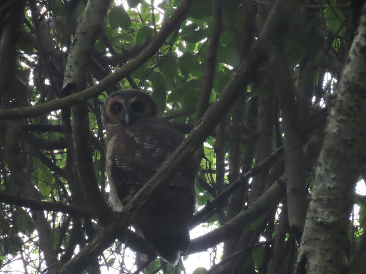 Brown Wood-Owl - ML646417701