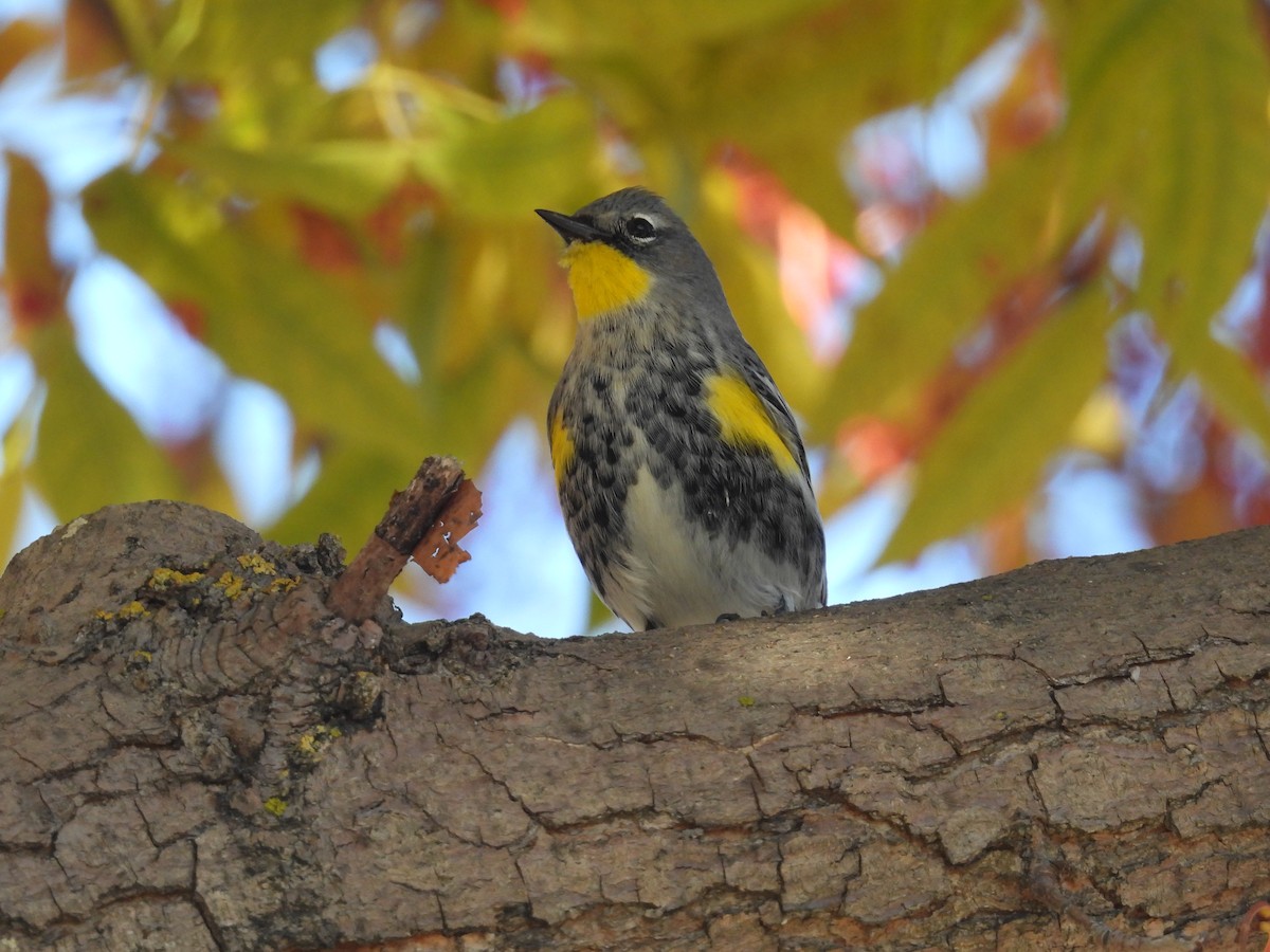 Yellow-rumped Warbler - ML646417703