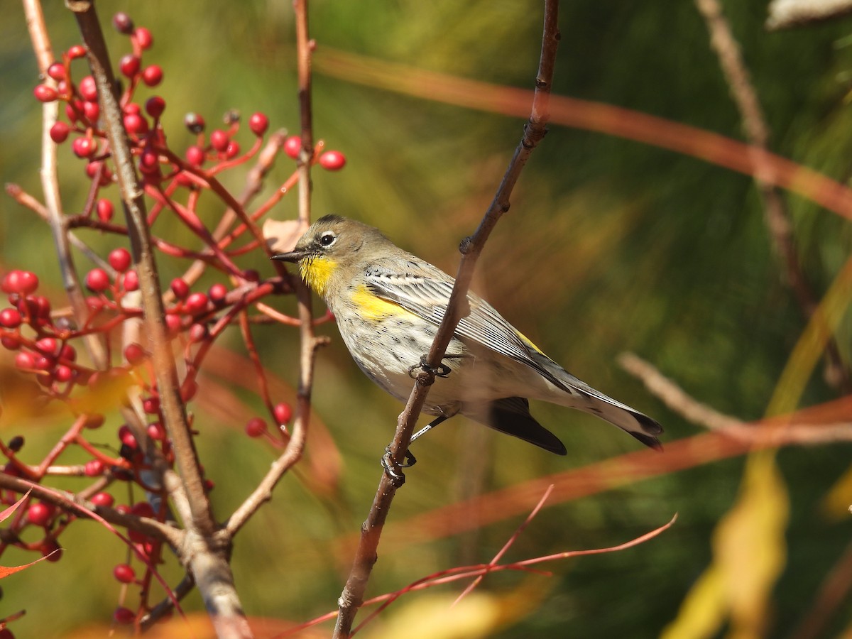 Yellow-rumped Warbler - ML646417704