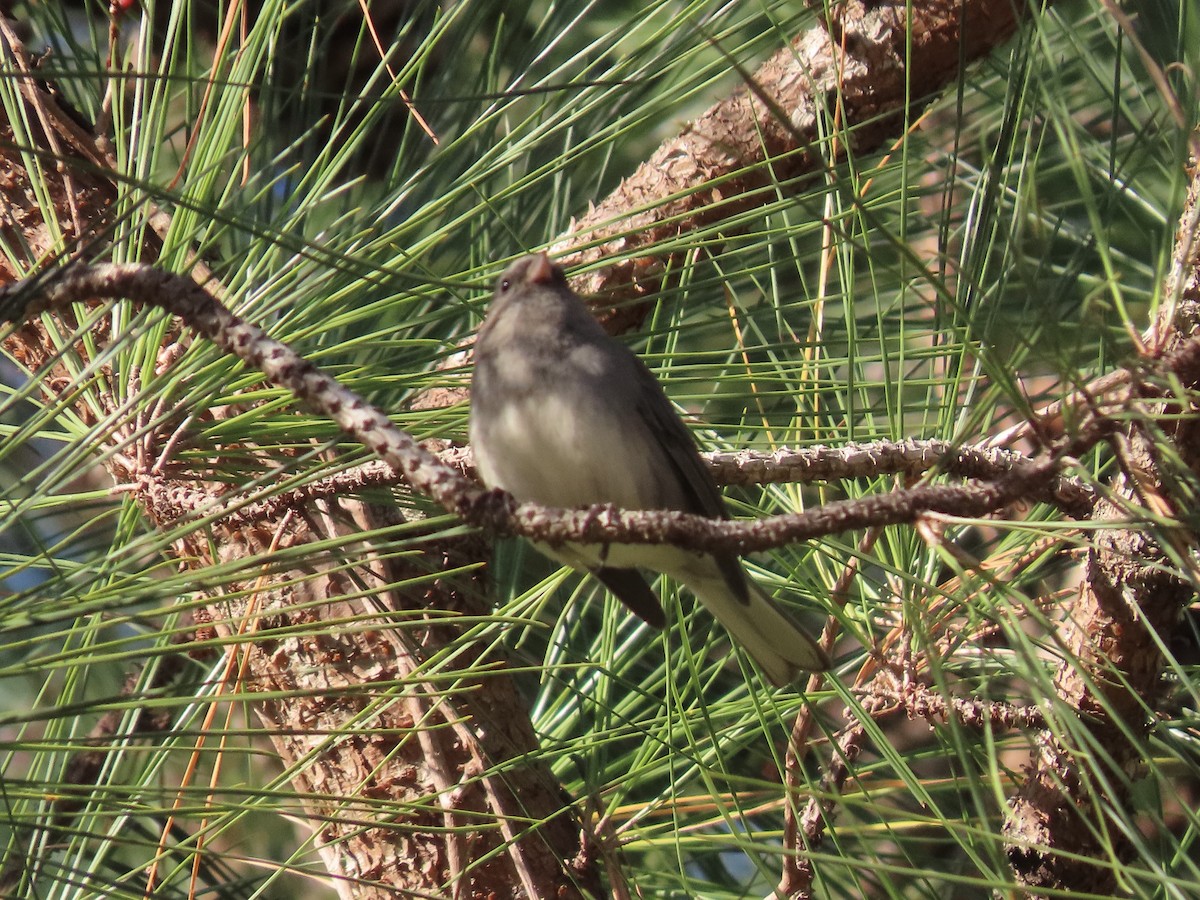 Dark-eyed Junco (Slate-colored) - ML646417705