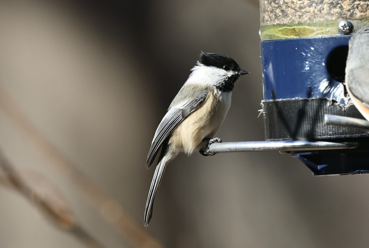 Black-capped Chickadee - ML646417706