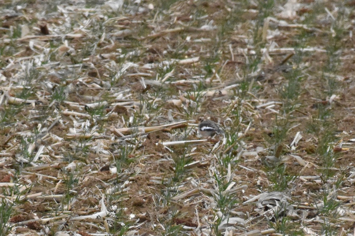 Snow Bunting - ML646417707