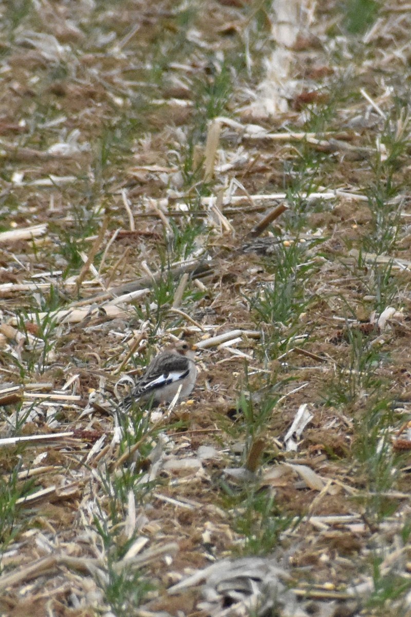 Snow Bunting - ML646417708