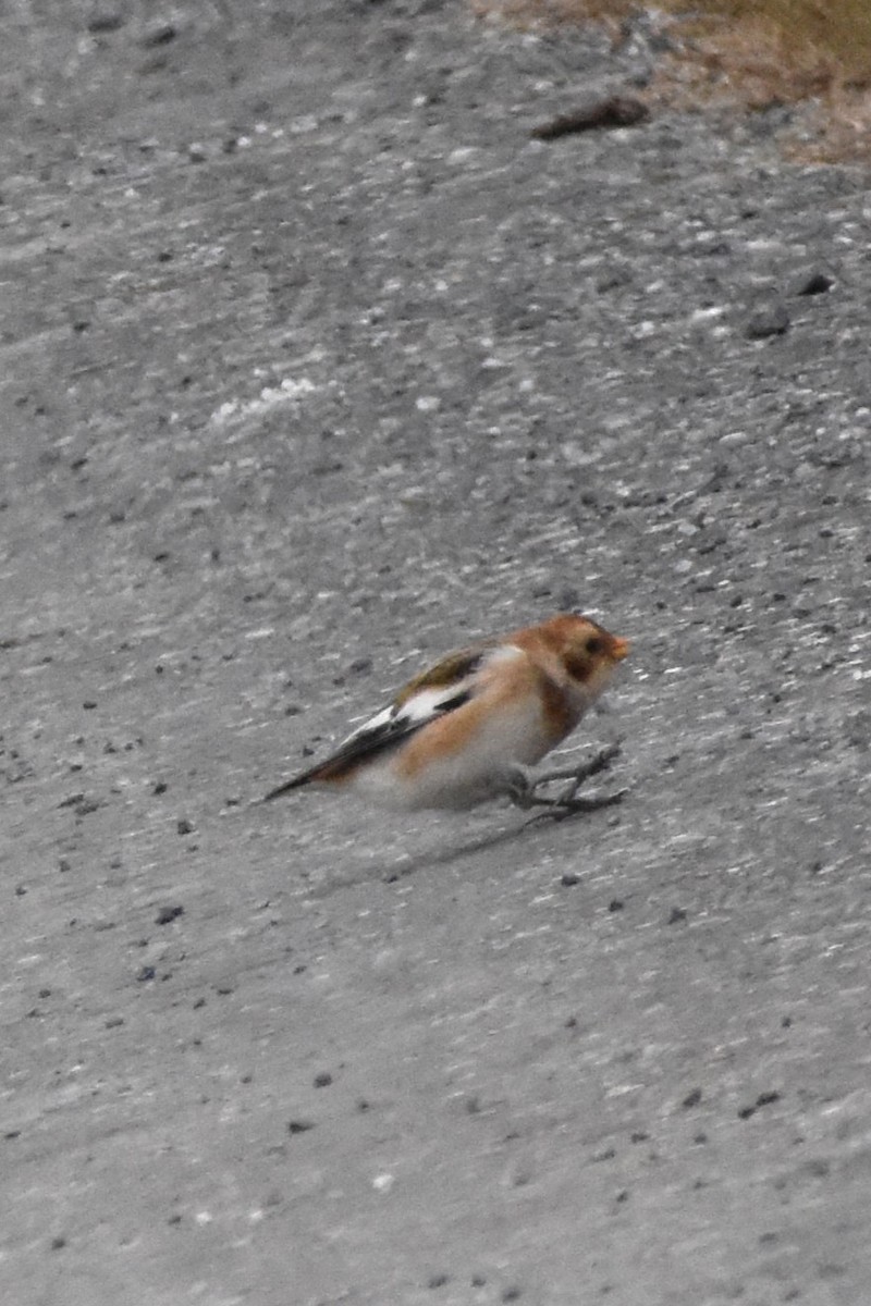 Snow Bunting - ML646417709