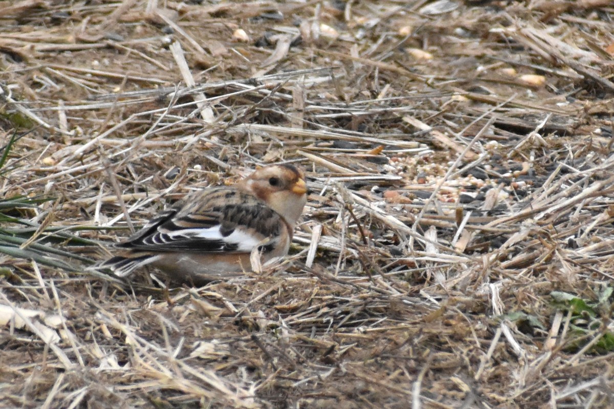 Snow Bunting - ML646417710