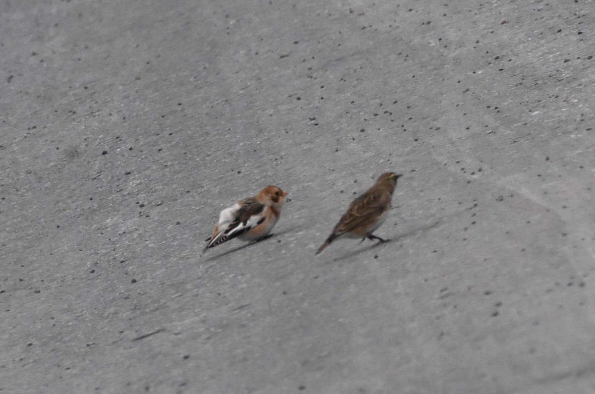 Snow Bunting - ML646417711