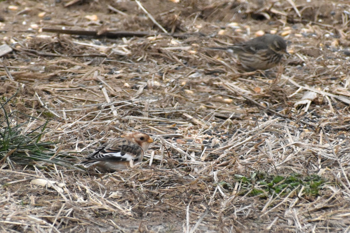 Snow Bunting - ML646417712