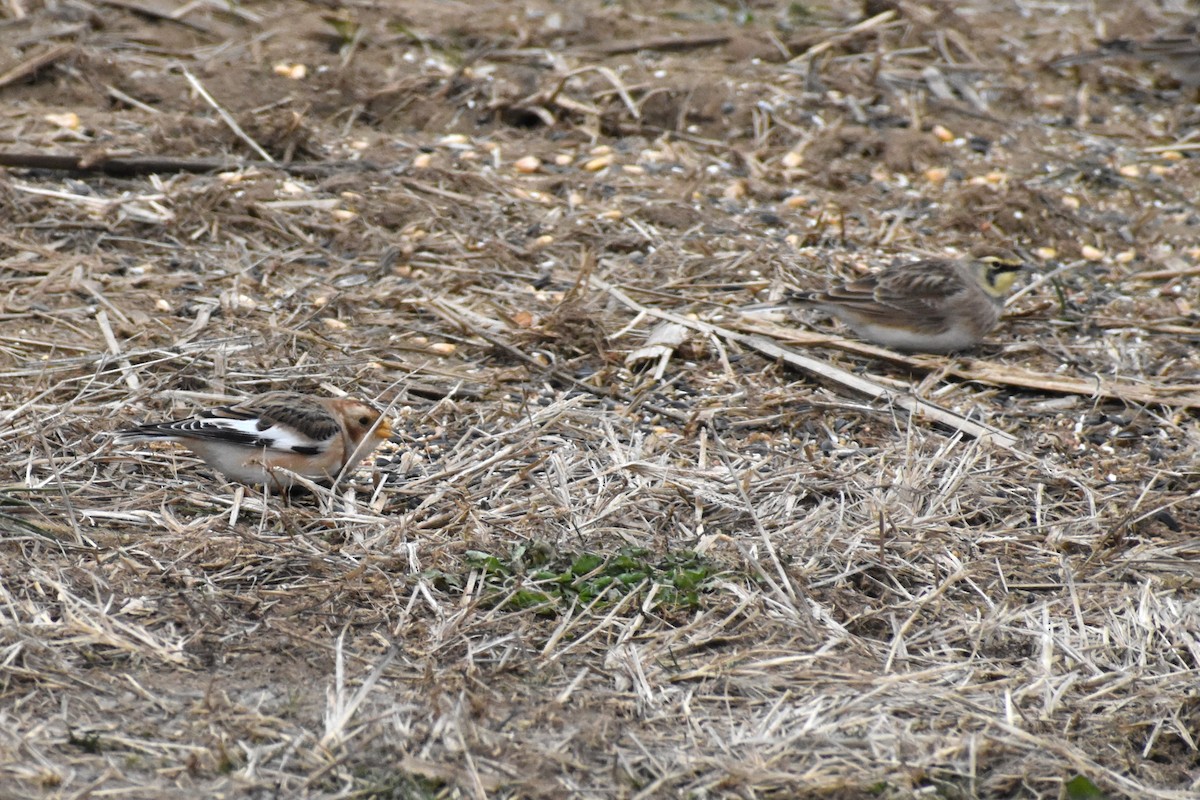 Snow Bunting - ML646417713