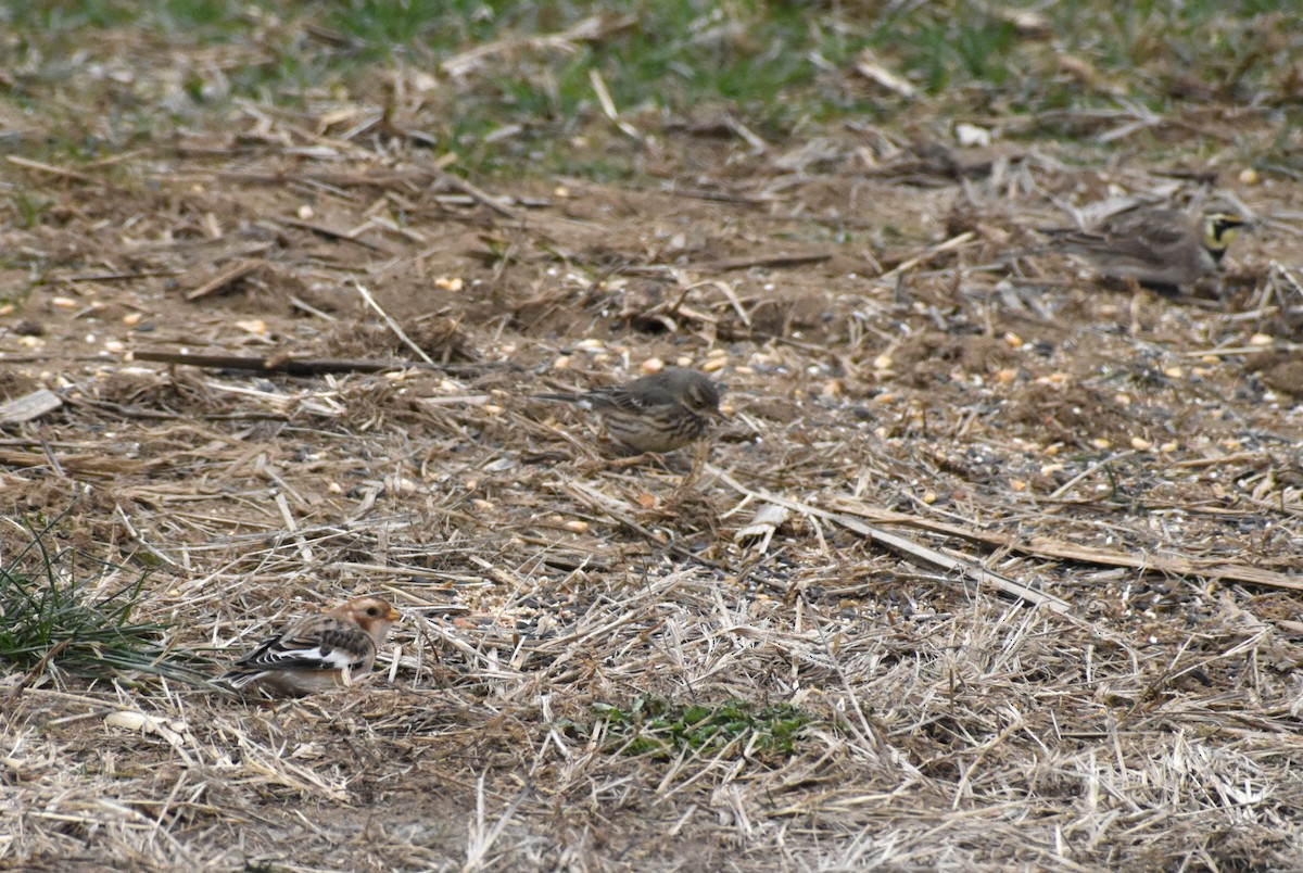 Snow Bunting - ML646417714