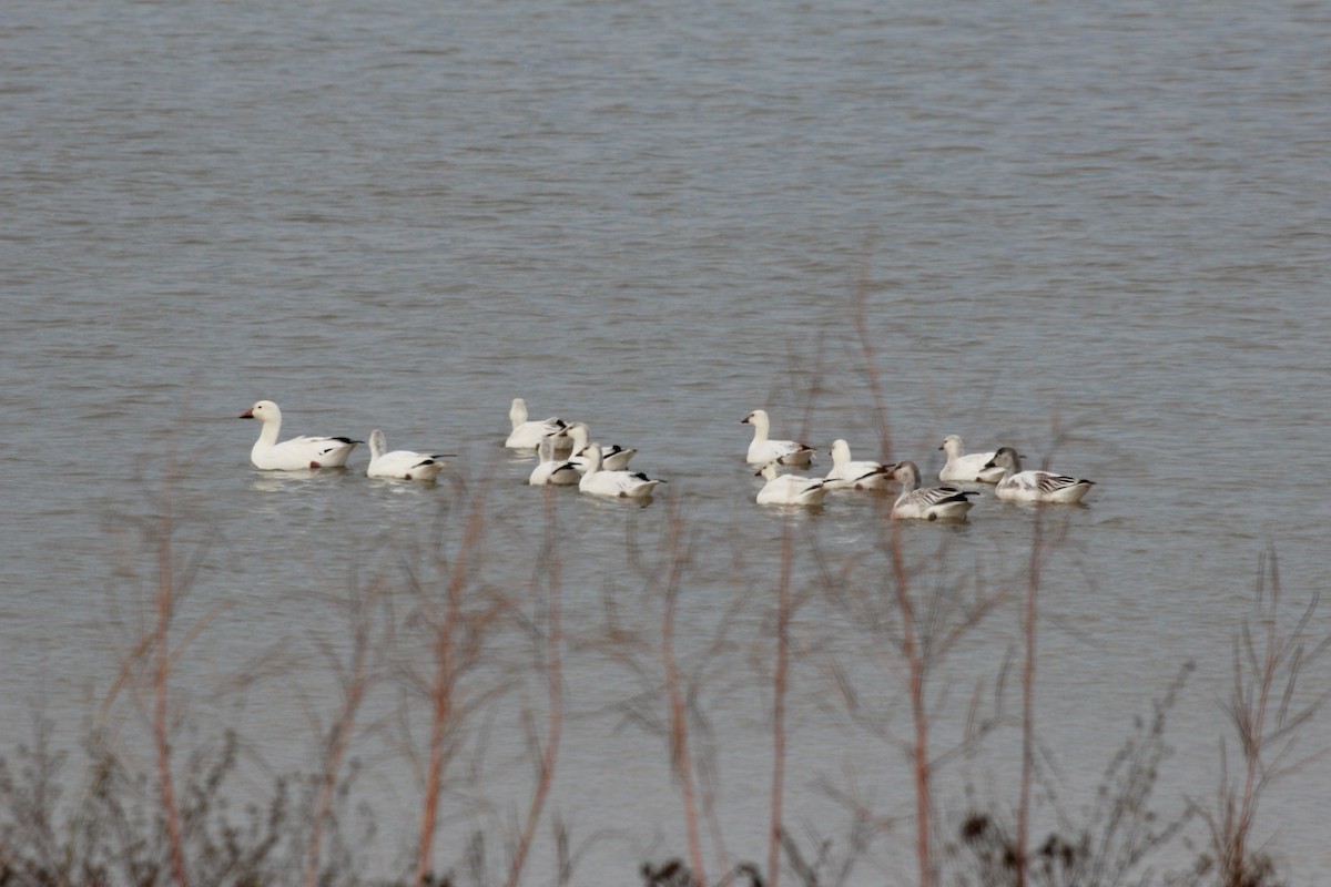 Ross's Goose - ML646417717