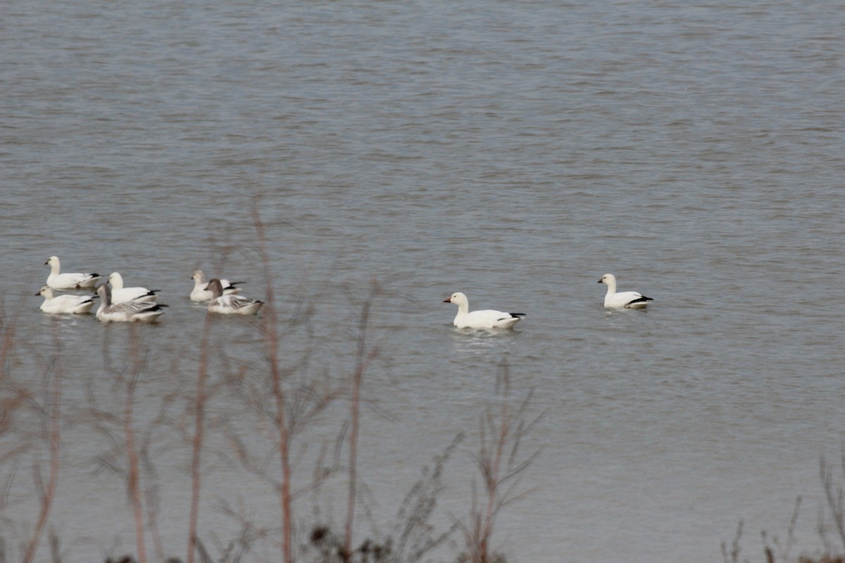 Ross's Goose - ML646417718