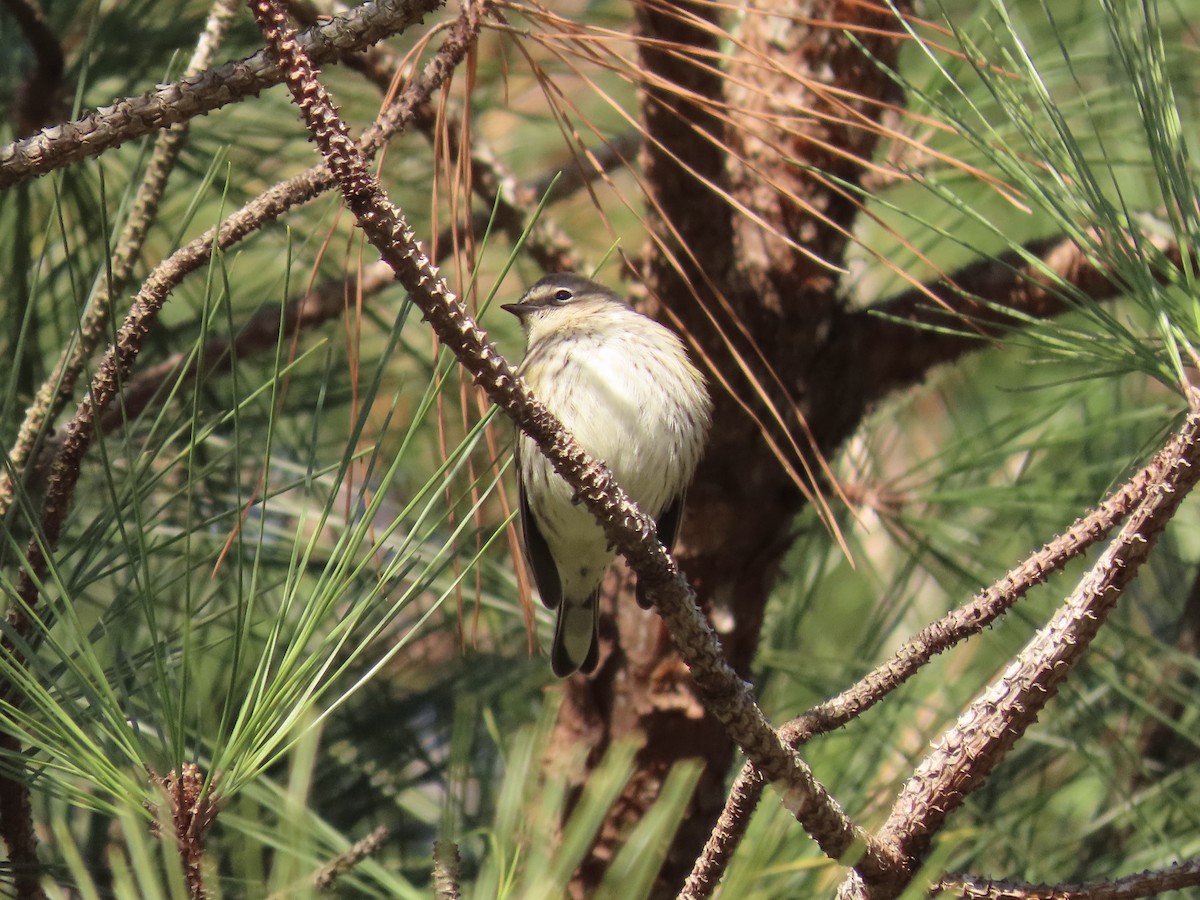 Yellow-rumped Warbler (Myrtle) - ML646417719