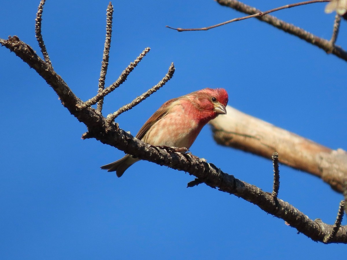 Purple Finch - ML646417721