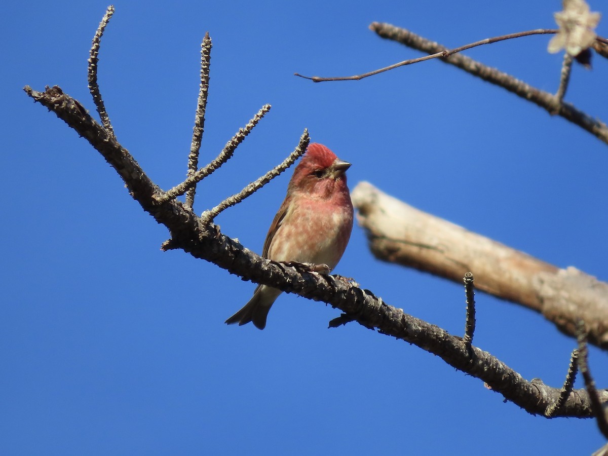 Purple Finch - ML646417722