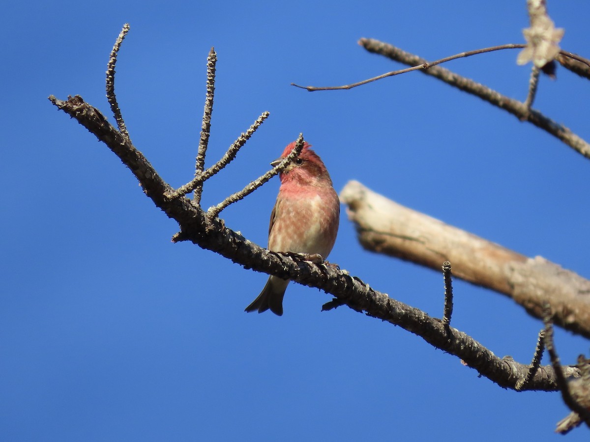 Purple Finch - ML646417723