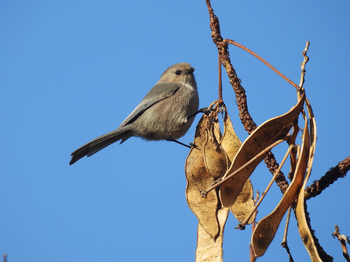 Bushtit - ML646417724