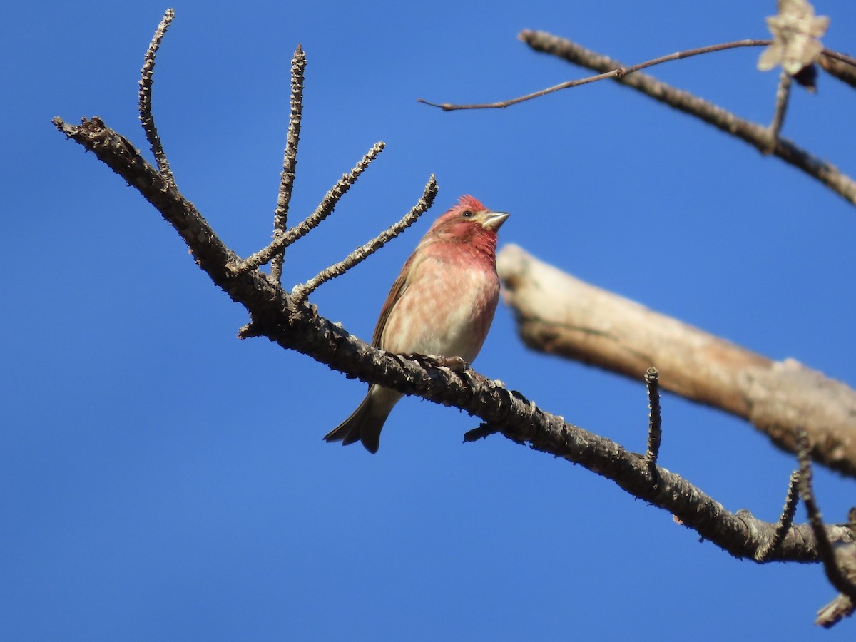 Purple Finch - ML646417725