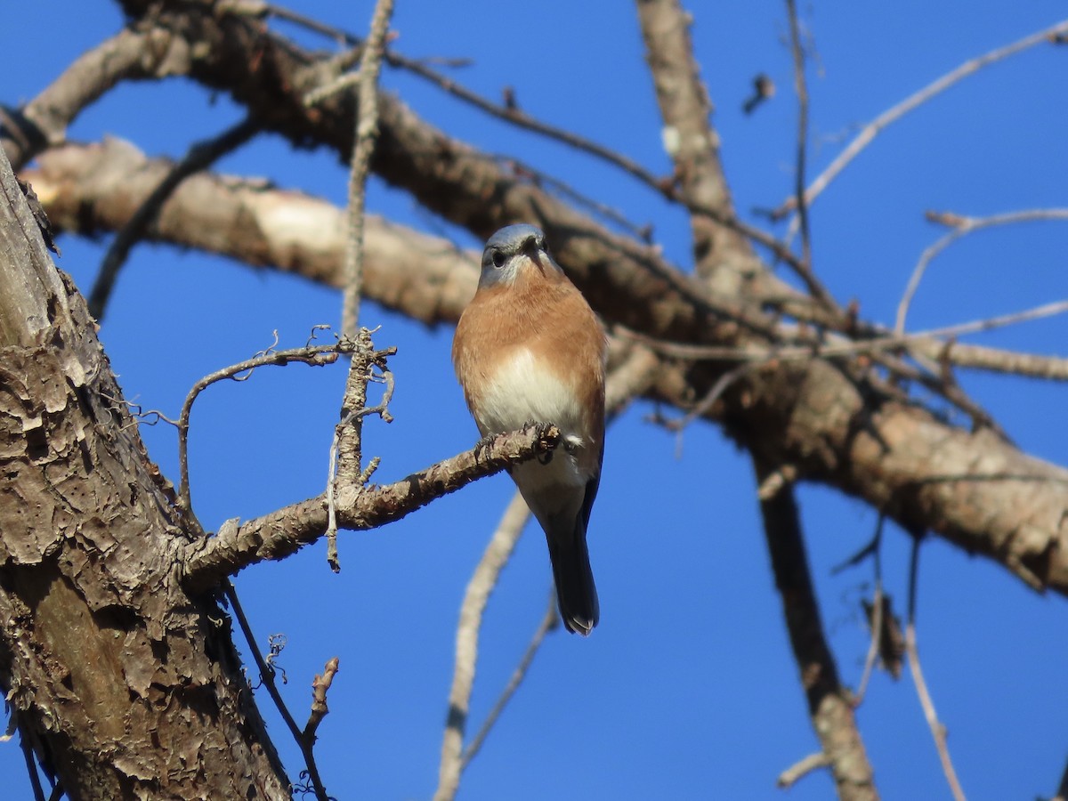 Eastern Bluebird - ML646417727