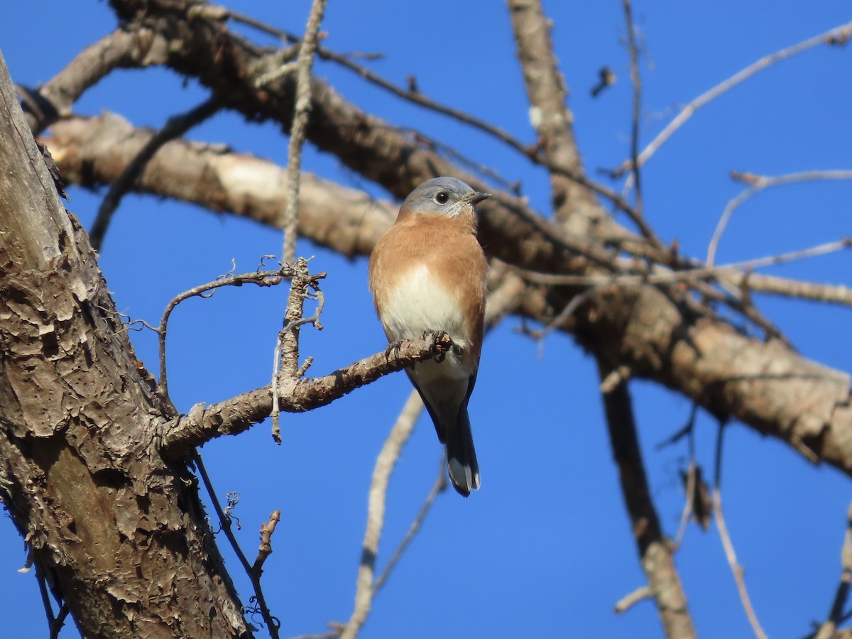 Eastern Bluebird - ML646417728