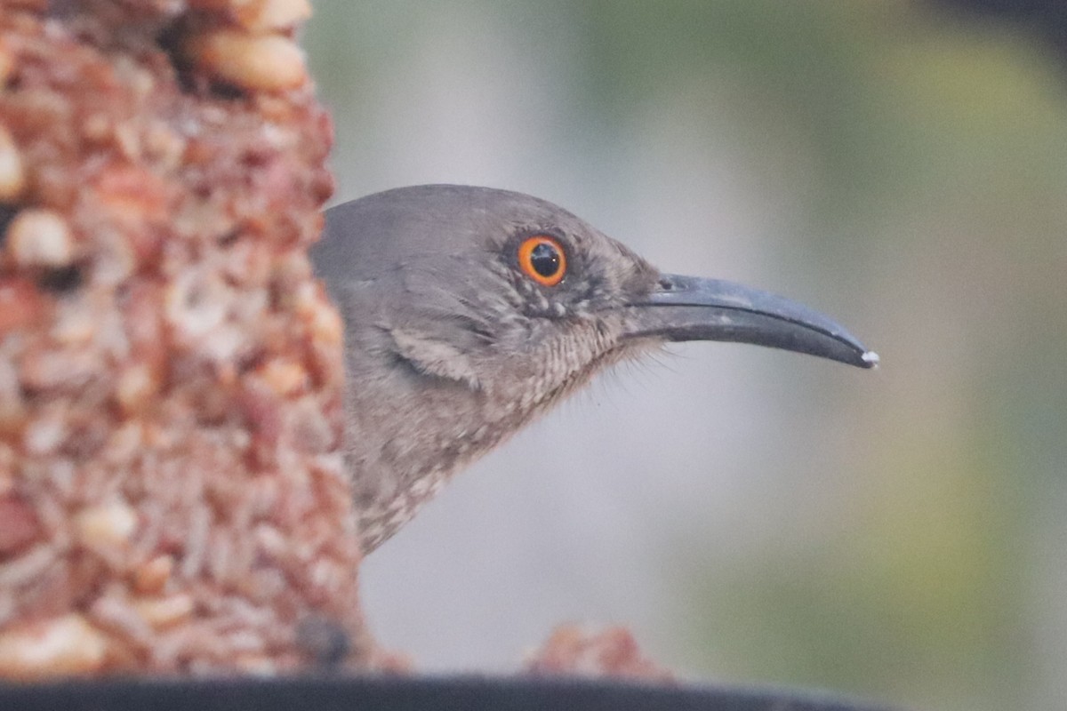 Curve-billed Thrasher - ML646417730