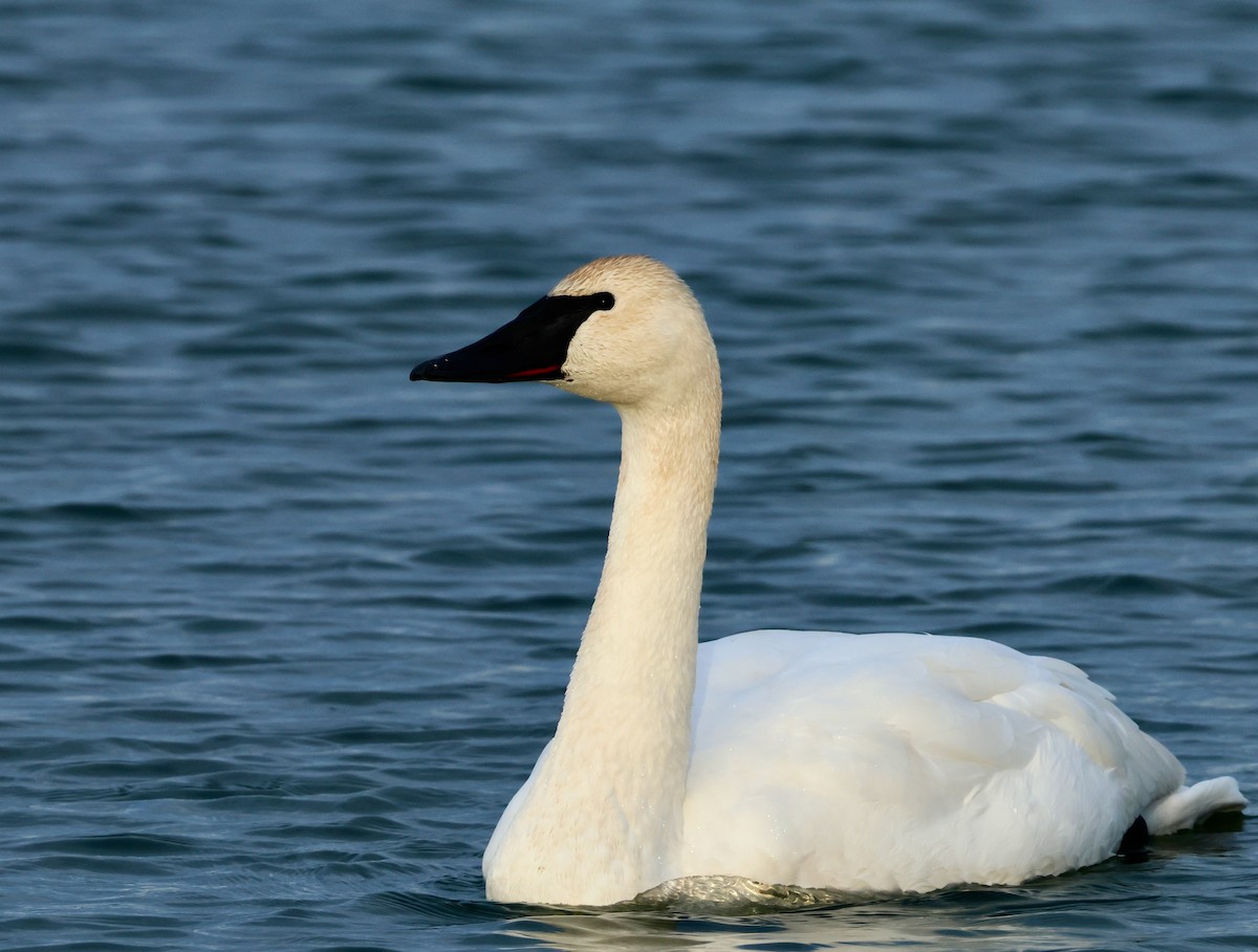 Trumpeter Swan - ML646417731