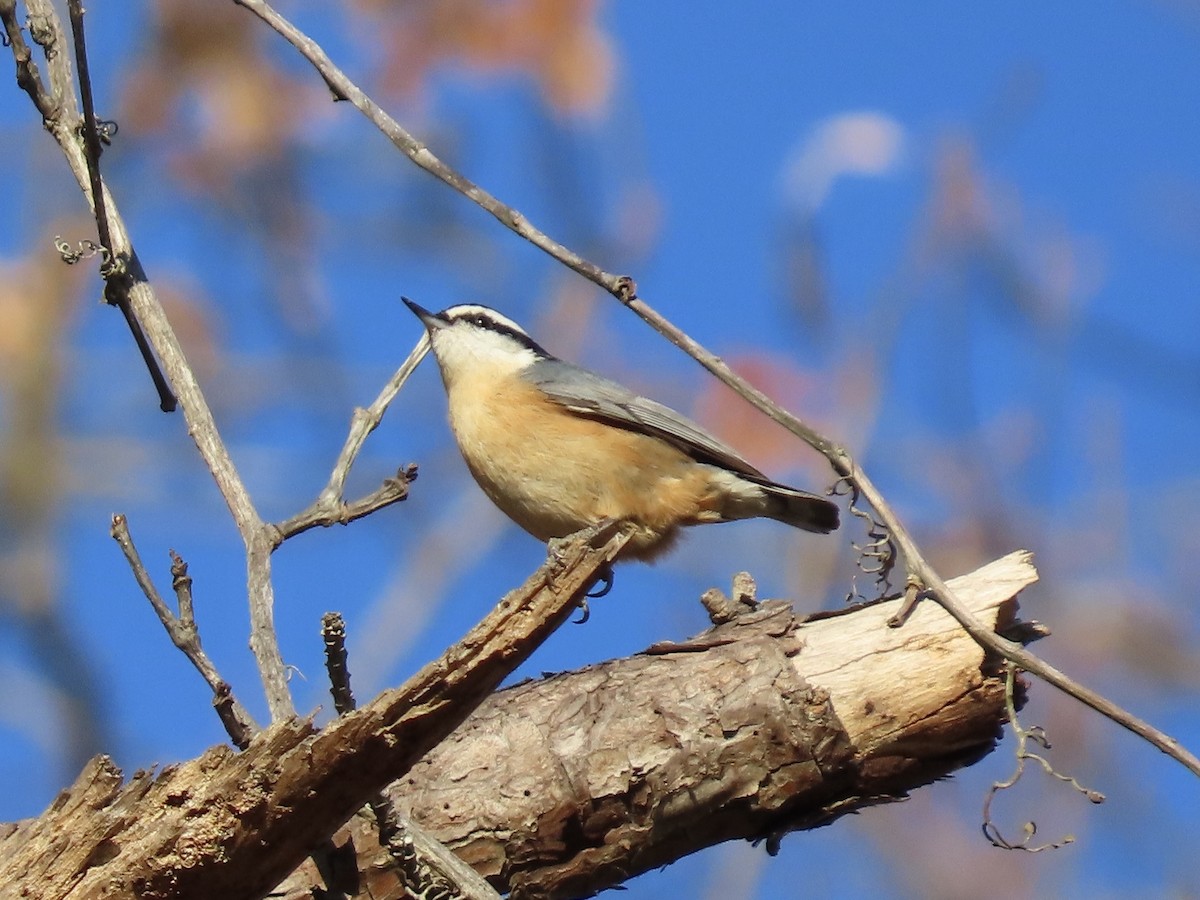 Red-breasted Nuthatch - ML646417732