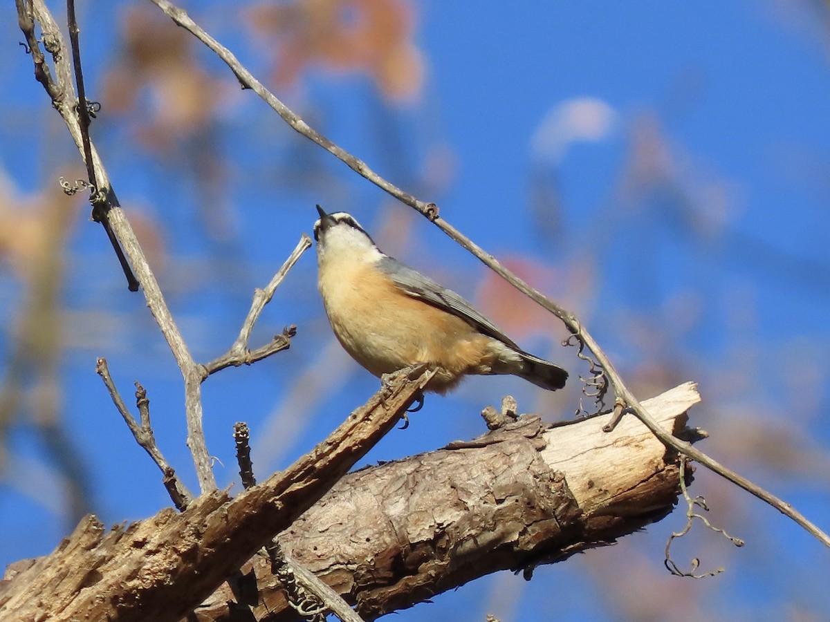 Red-breasted Nuthatch - ML646417733