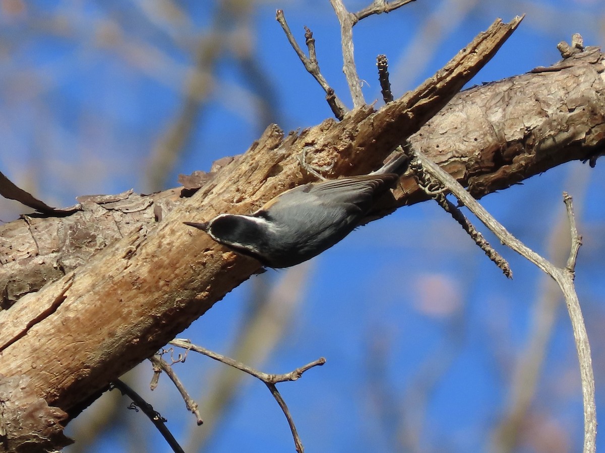 Red-breasted Nuthatch - ML646417734