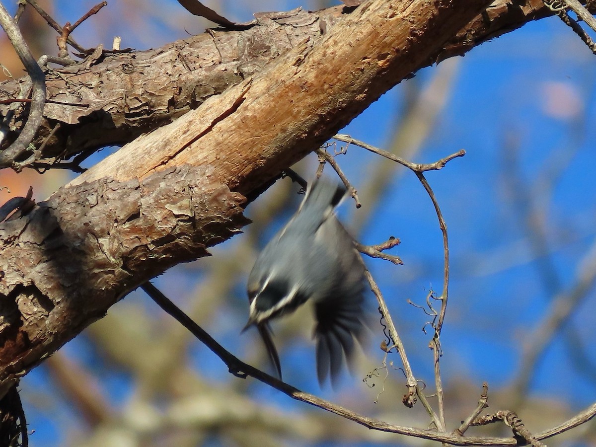 Red-breasted Nuthatch - ML646417735