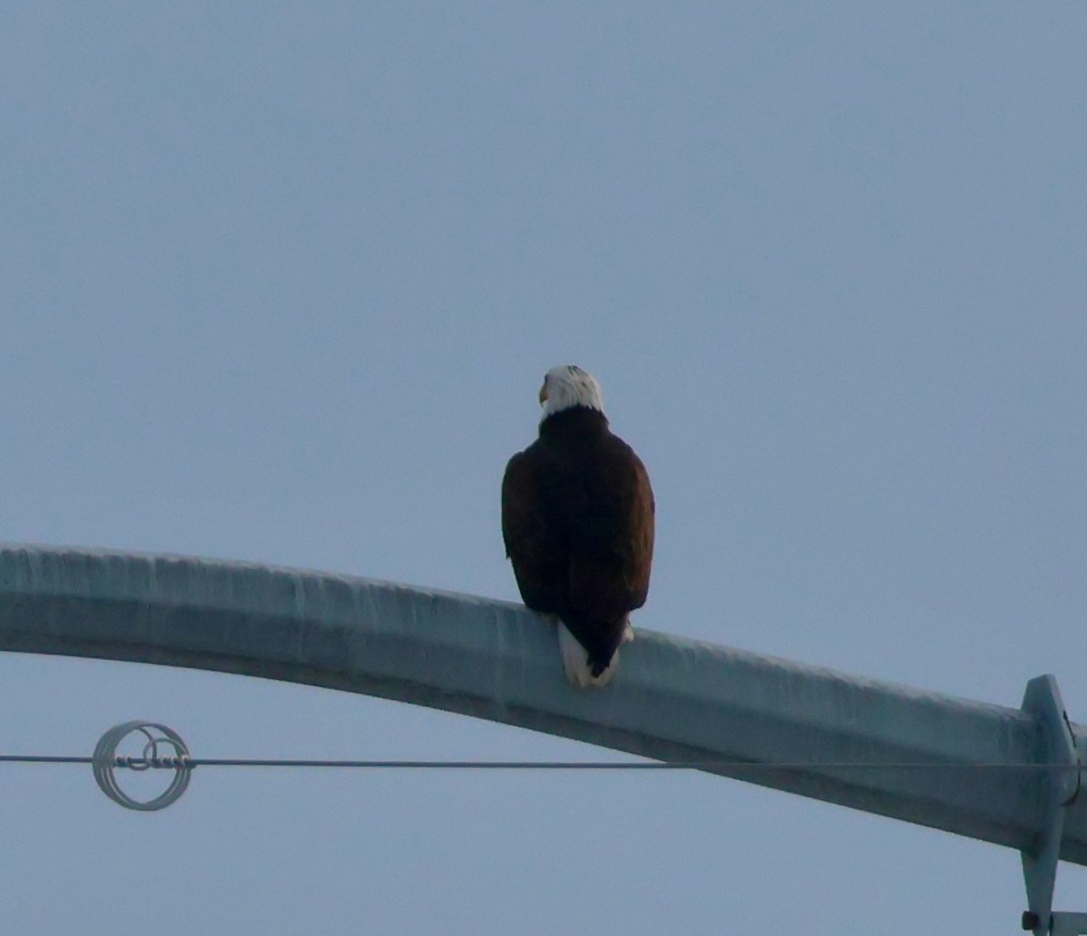Bald Eagle - ML646417738