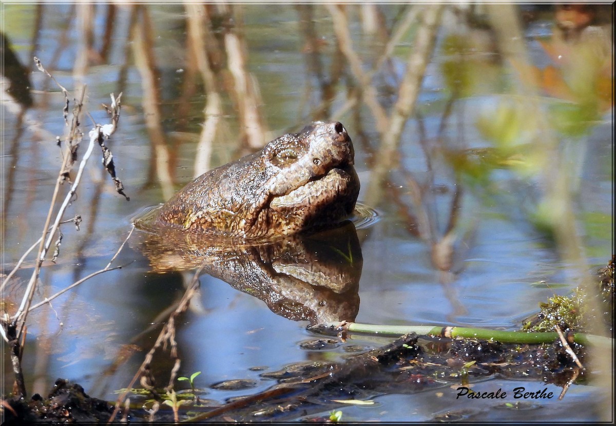 tortue serpentine - ML646417739