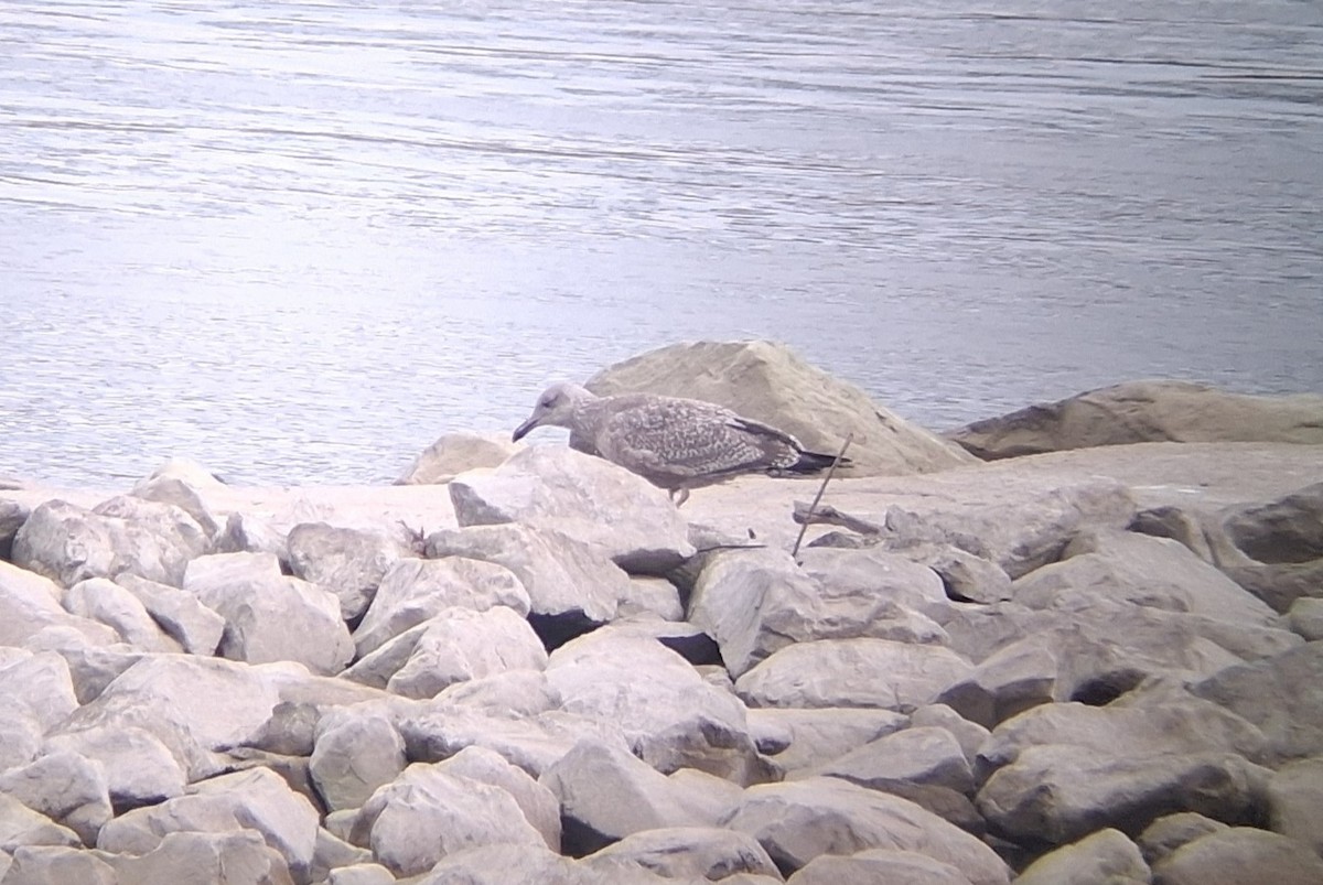 שחף מערבי - ML646417741