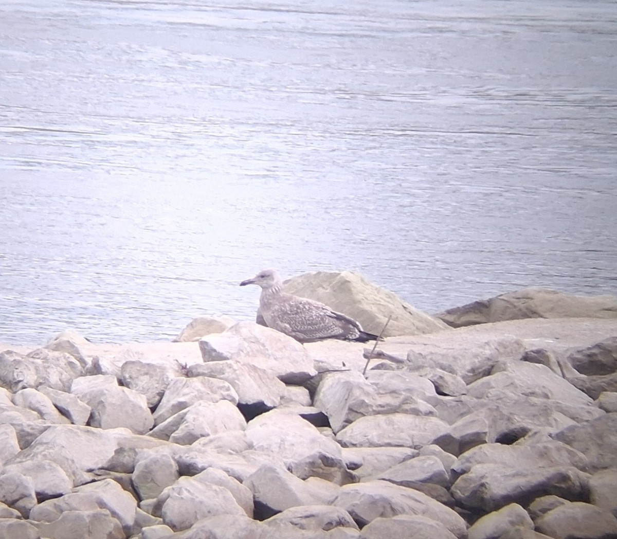 שחף מערבי - ML646417742