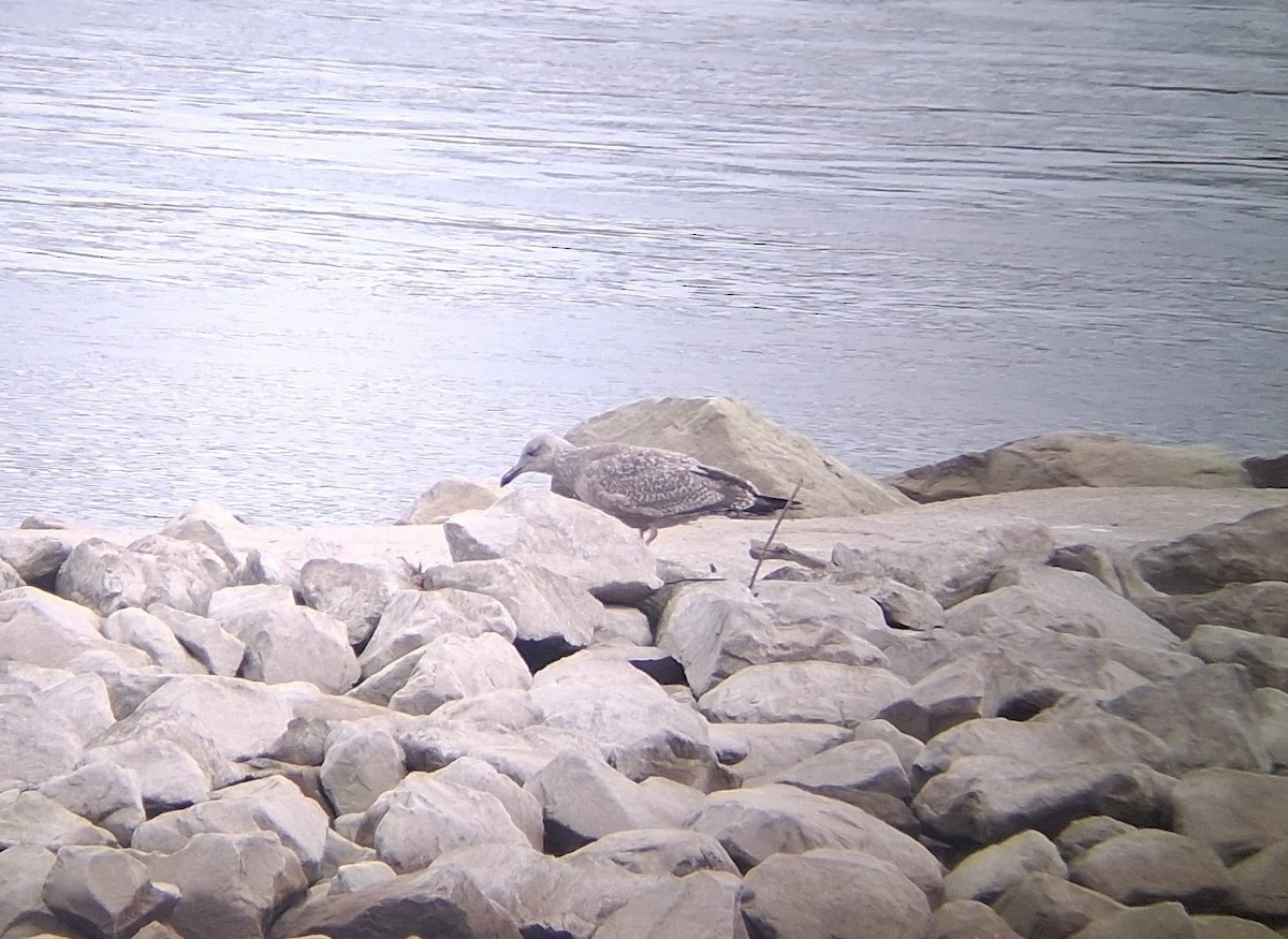 שחף מערבי - ML646417743