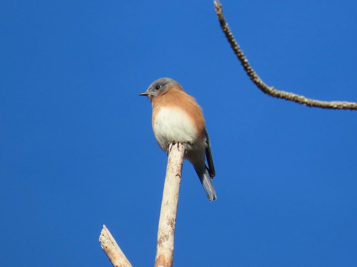Eastern Bluebird - ML646417744