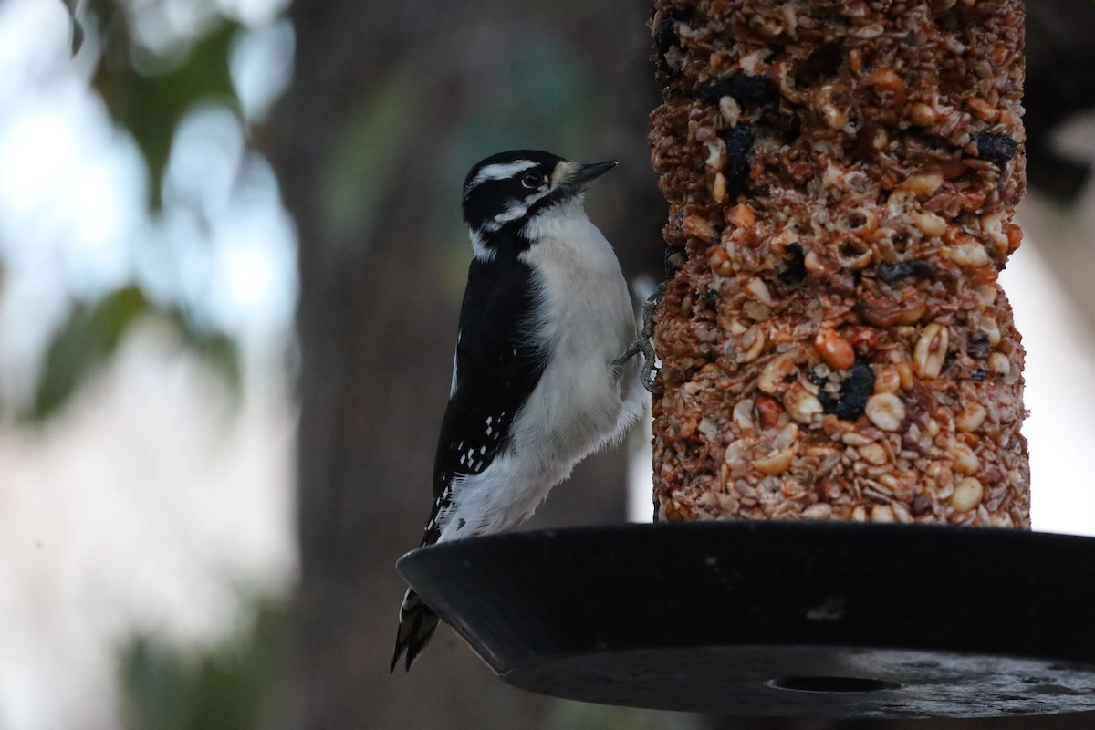 Downy Woodpecker - ML646417745