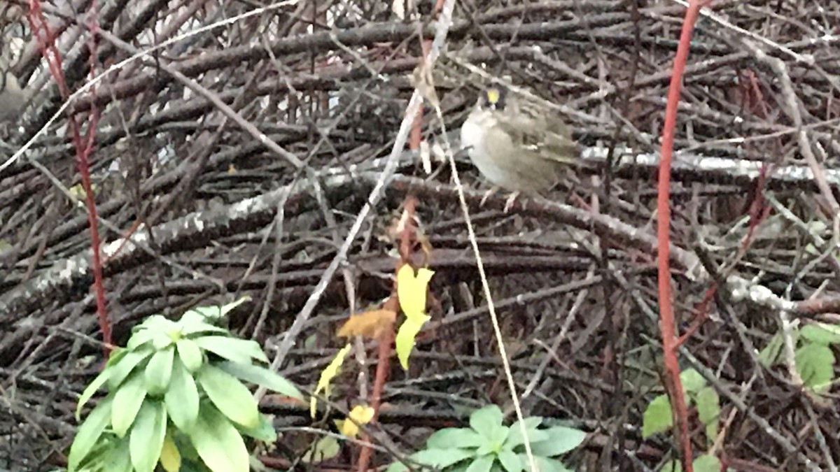 Golden-crowned Sparrow - ML646417746