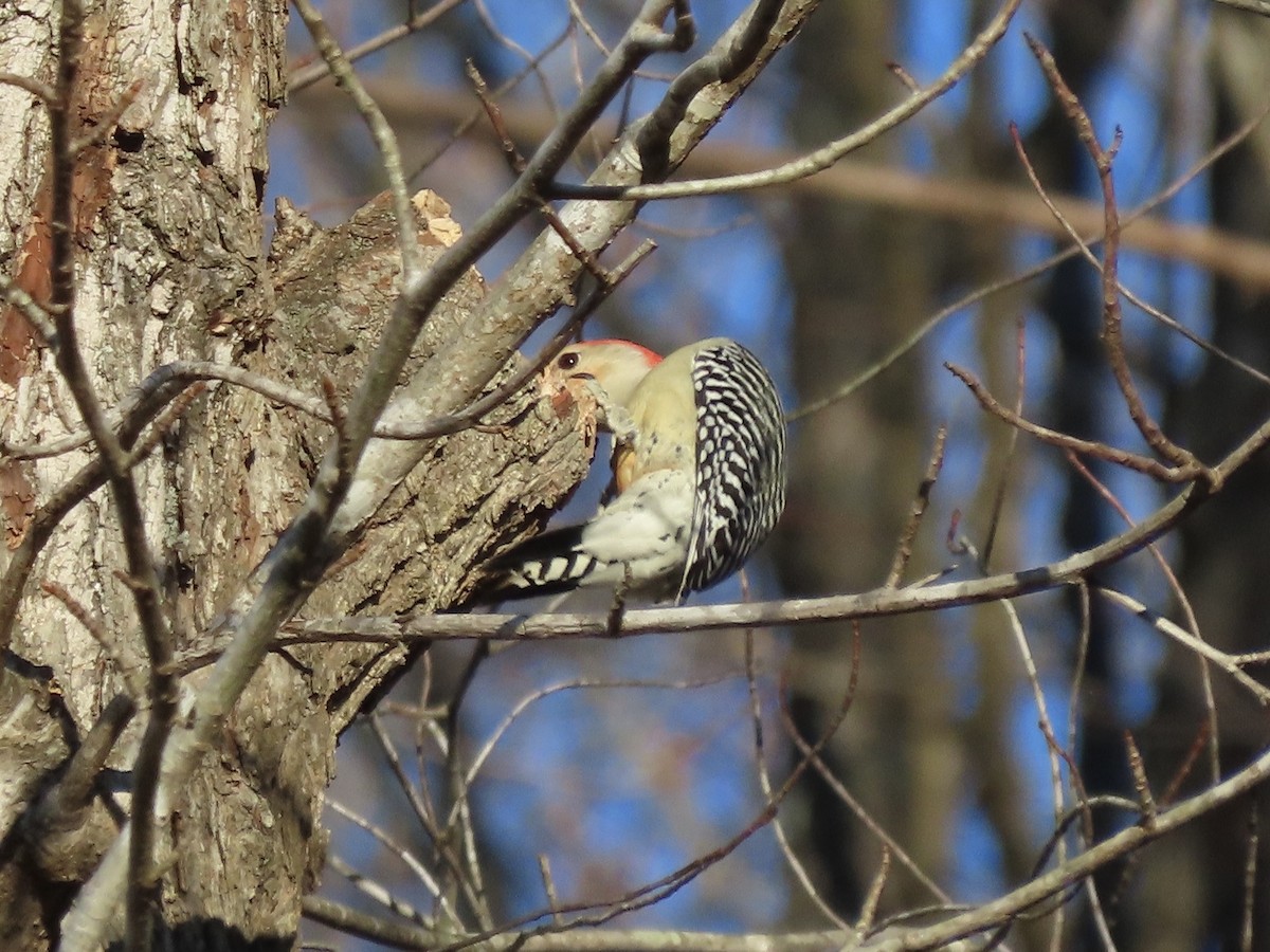 Red-bellied Woodpecker - ML646417748