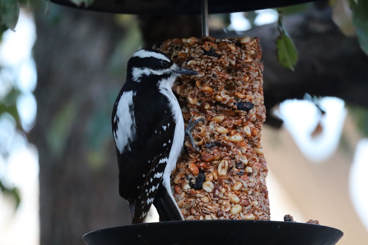 Hairy Woodpecker - ML646417750