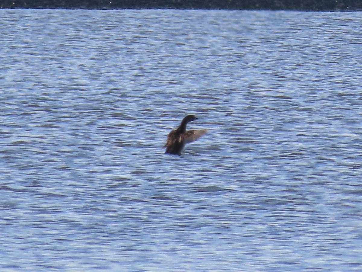 Pied-billed Grebe - ML646417751