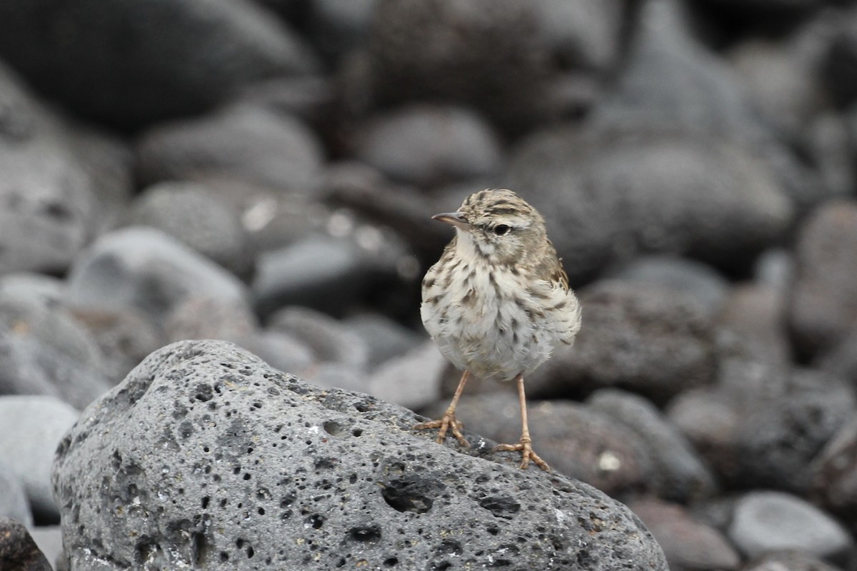 linduška kanárská - ML646417752