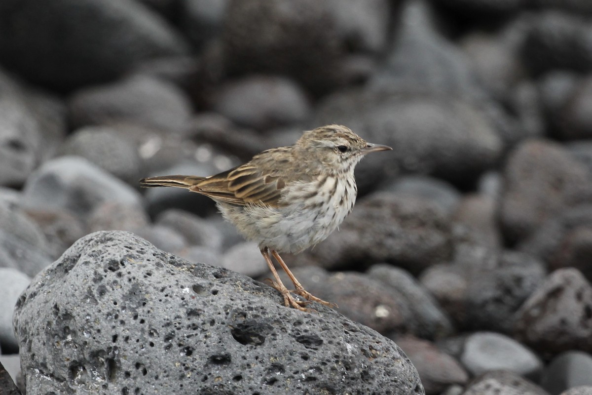 linduška kanárská - ML646417753