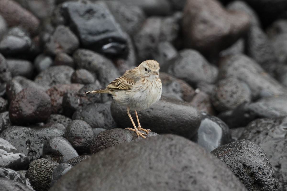 linduška kanárská - ML646417754